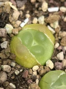 拉登变异肉锥包邮多肉