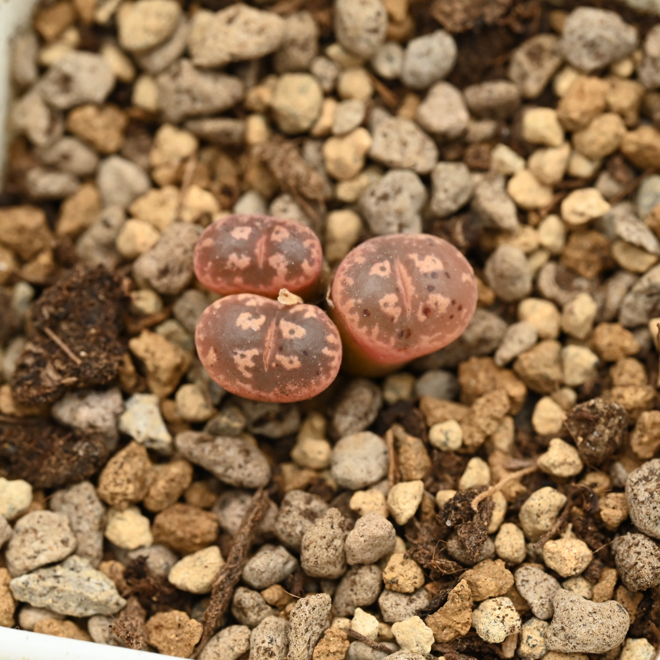 特殊体色勋章母本包邮