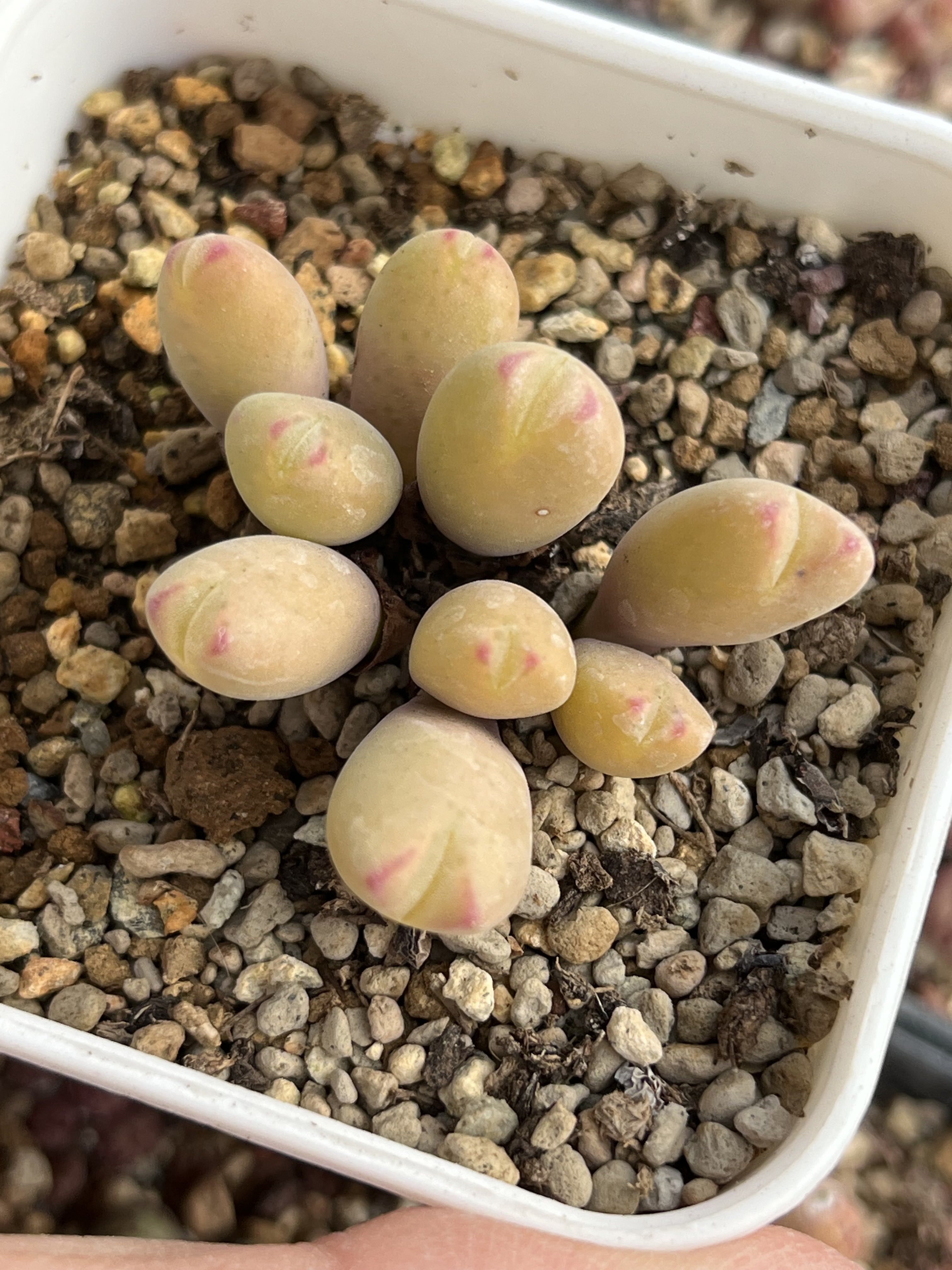 黄绒体特选少将群生肉锥