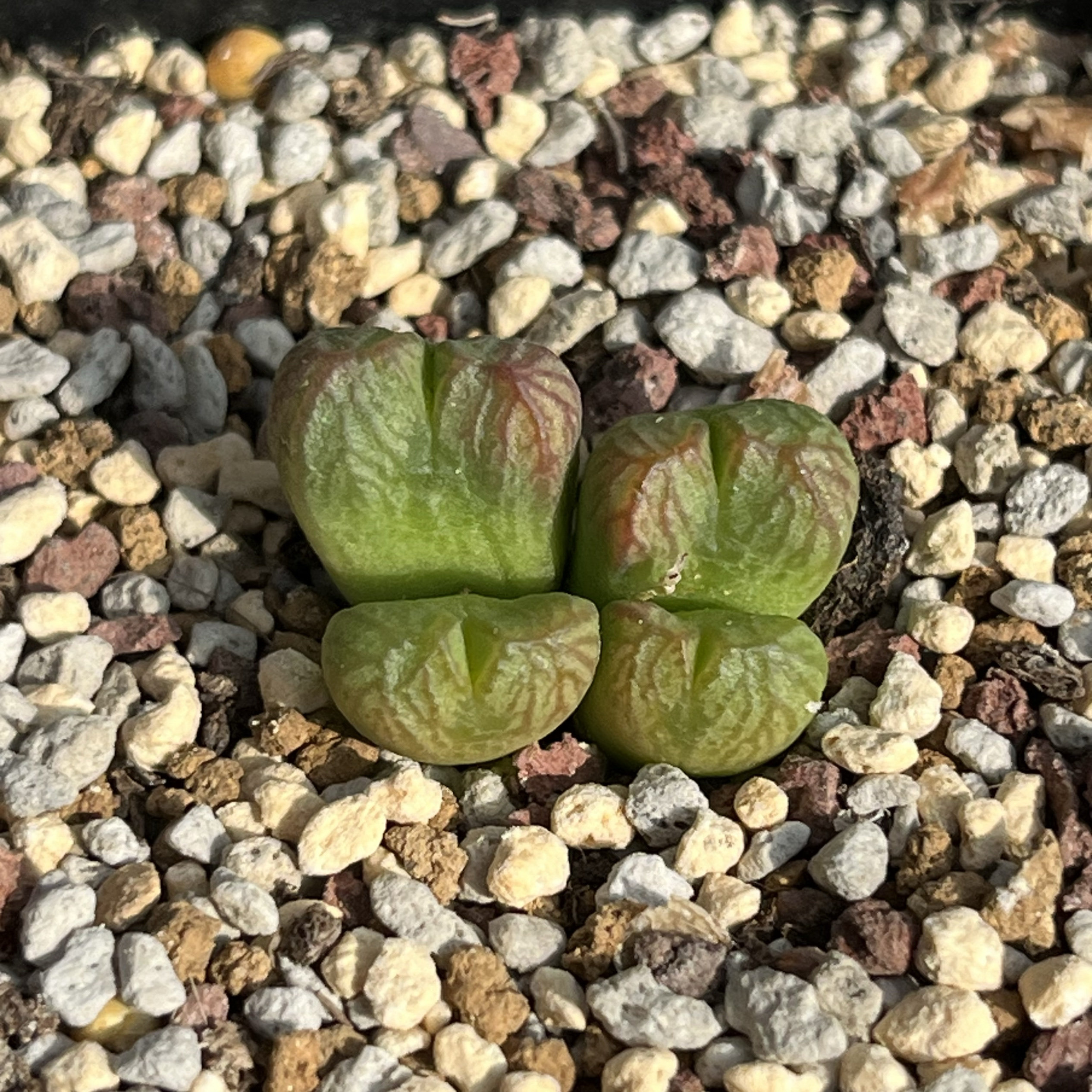 园艺肉锥纯送奶工群生