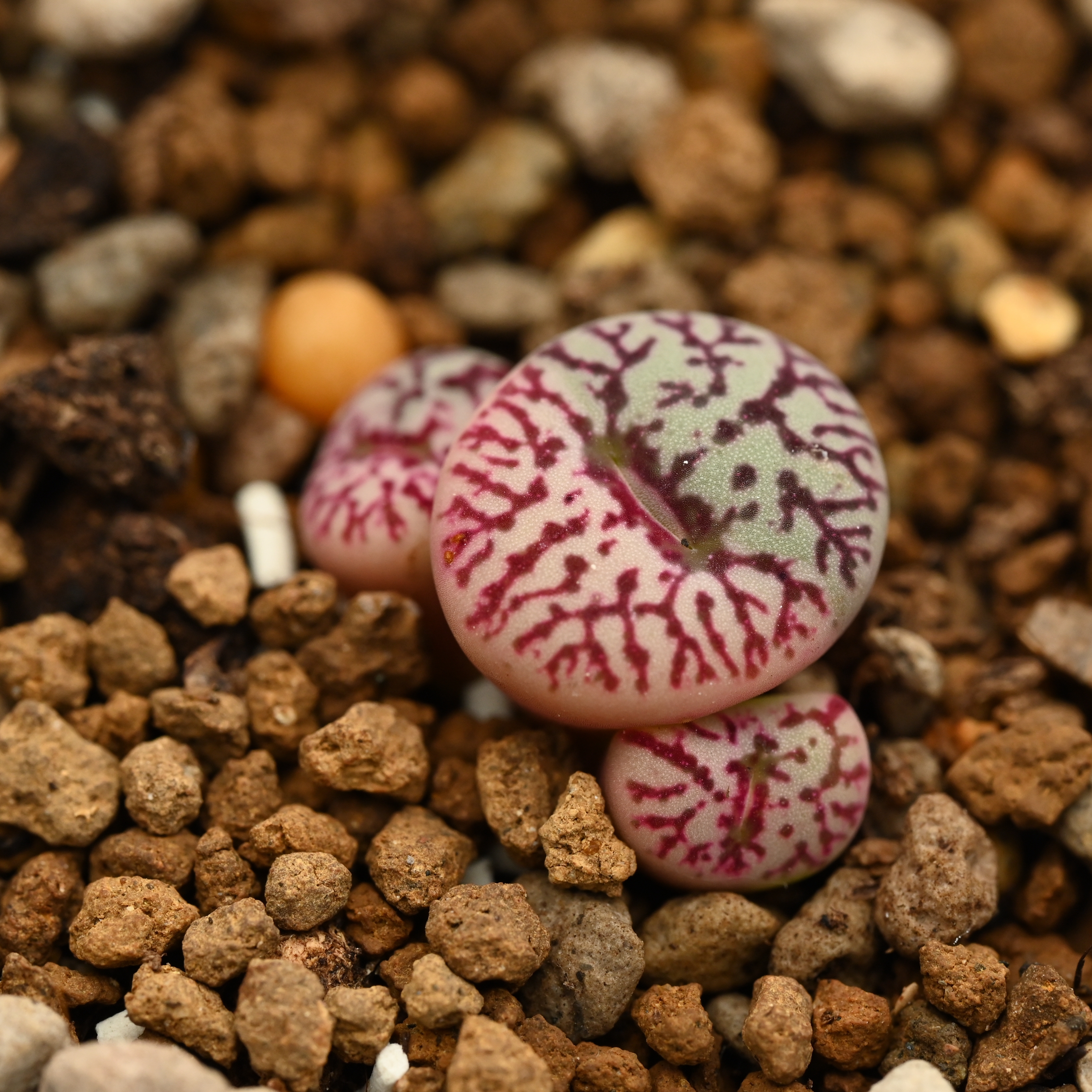 肉锥杂交锦墨杂锦包邮