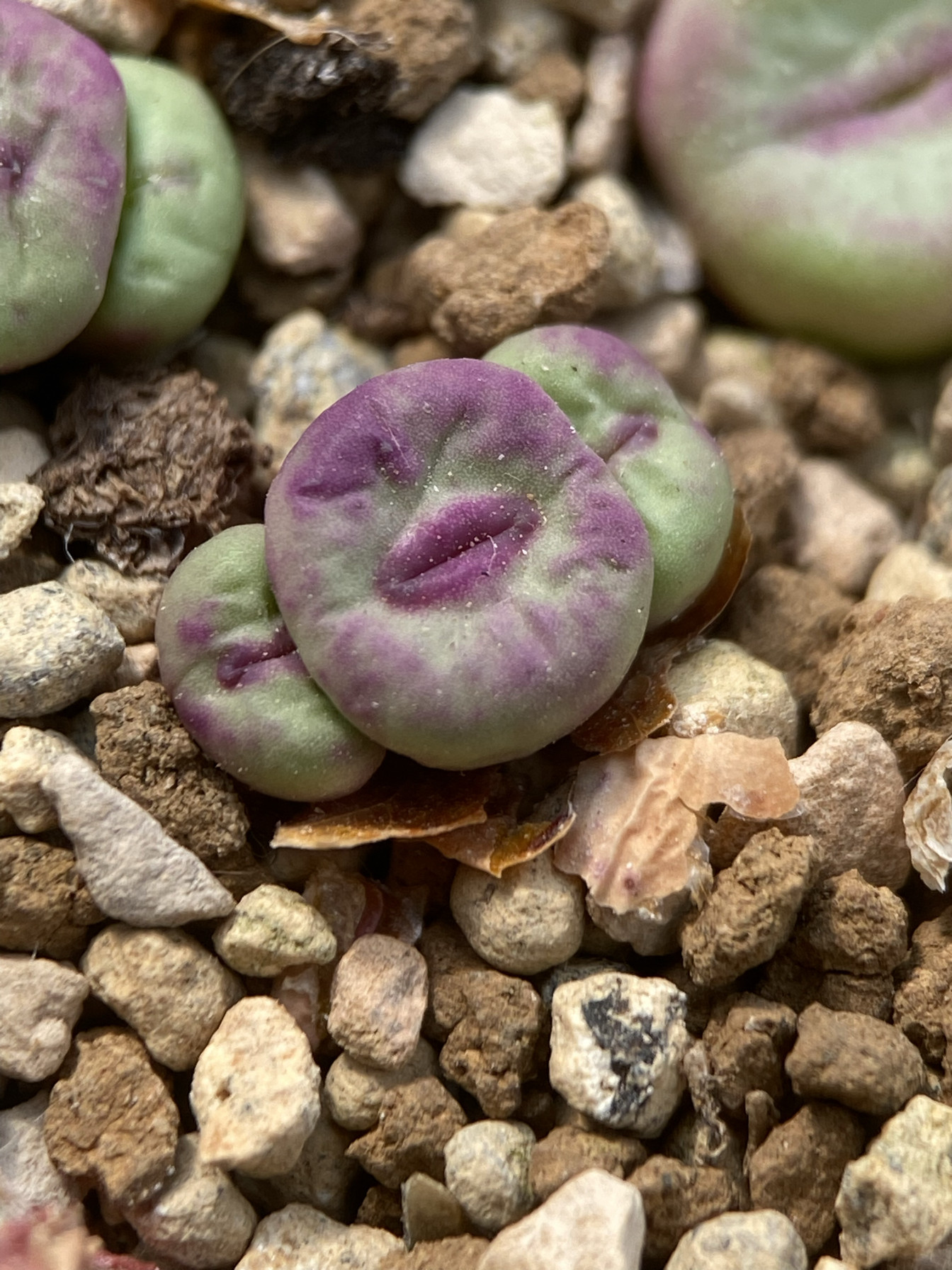 小红嘴嘟嘟嘴香肠嘴肉锥多肉 大棚招多肉寄养