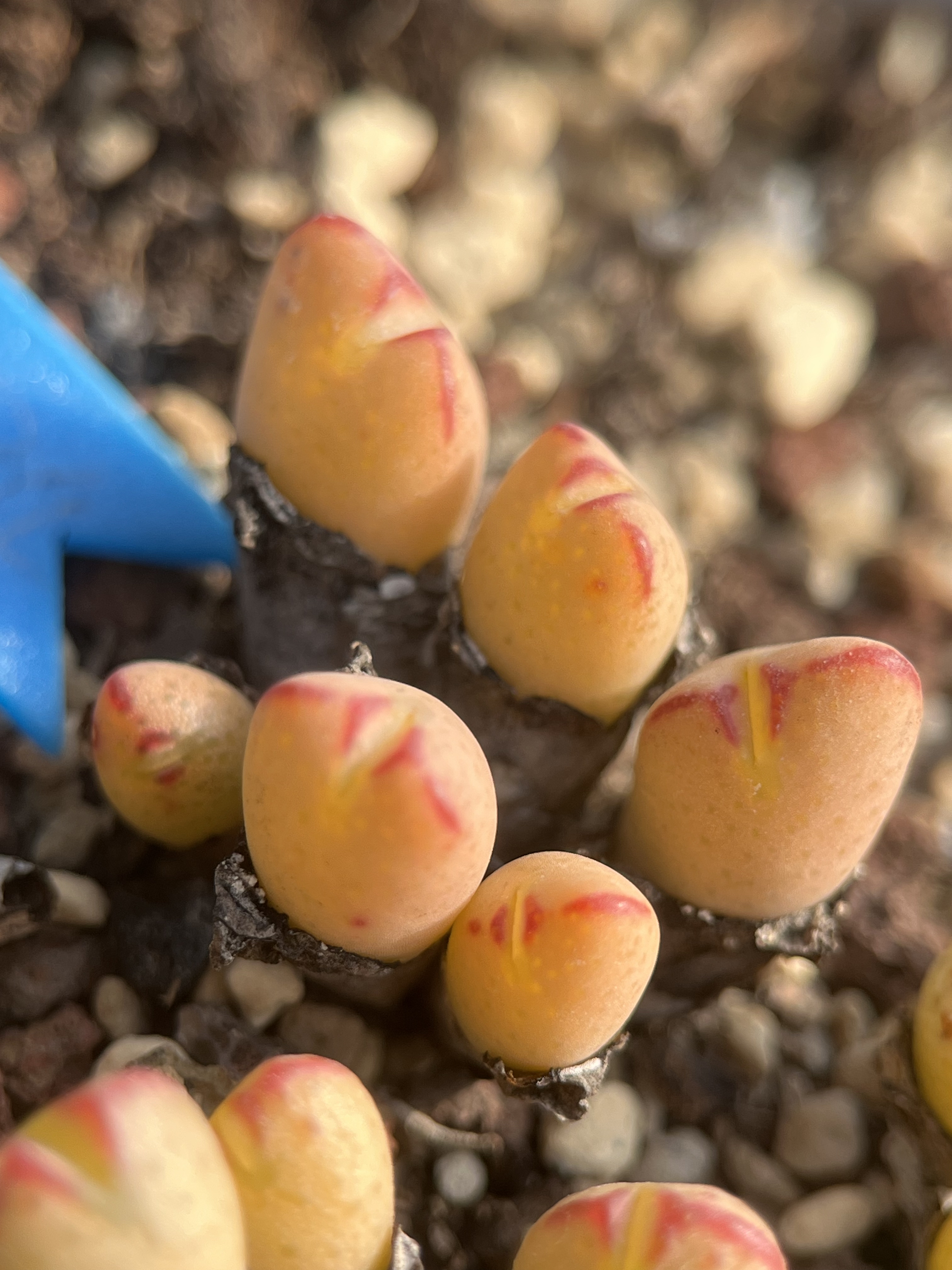 特选杂交肉锥群生