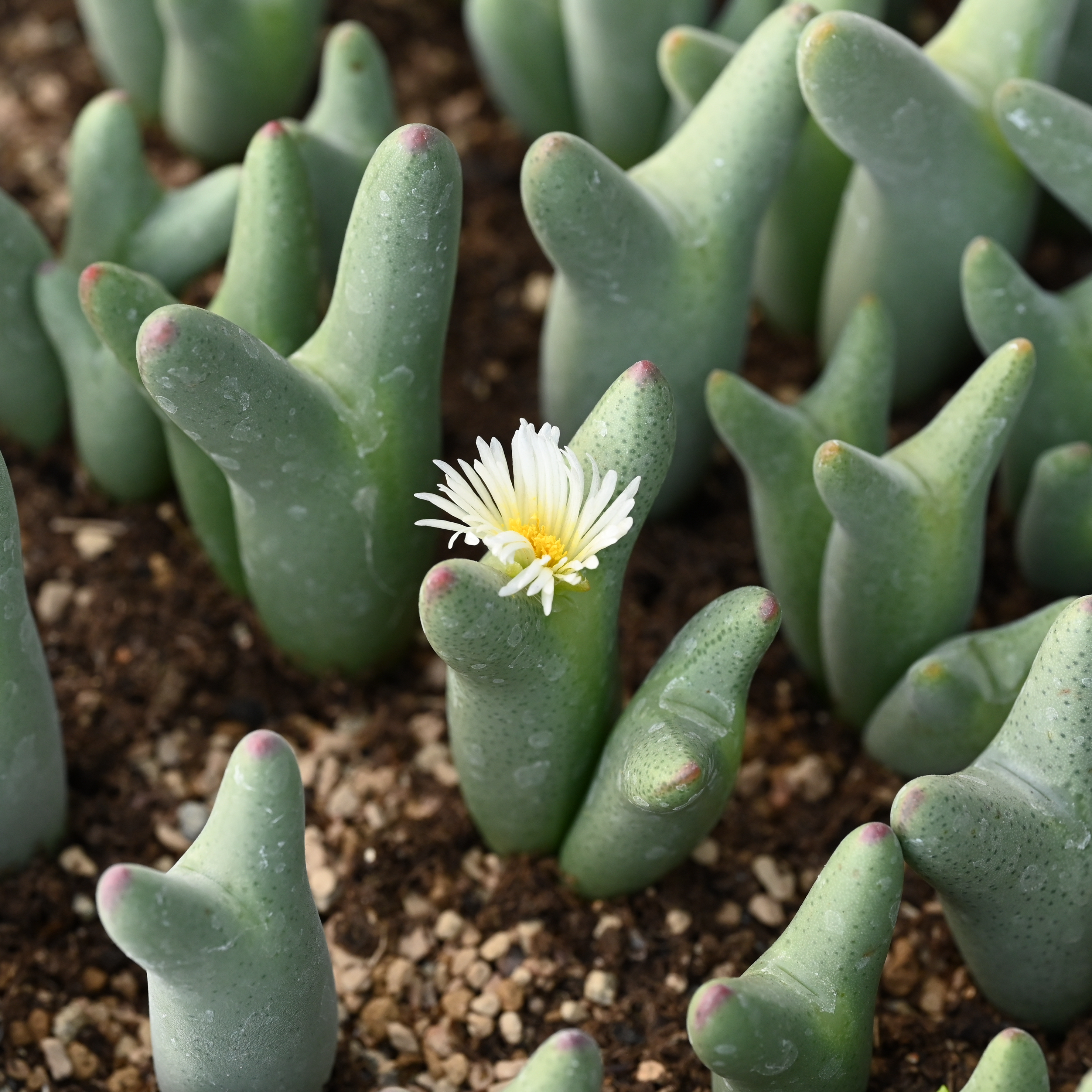 白花比卡丘双头肉锥包邮