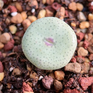 酒杯杂交红嘴肉锥杂交包邮