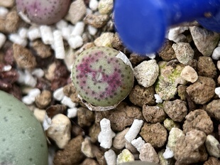 肉锥杂交多肉包邮