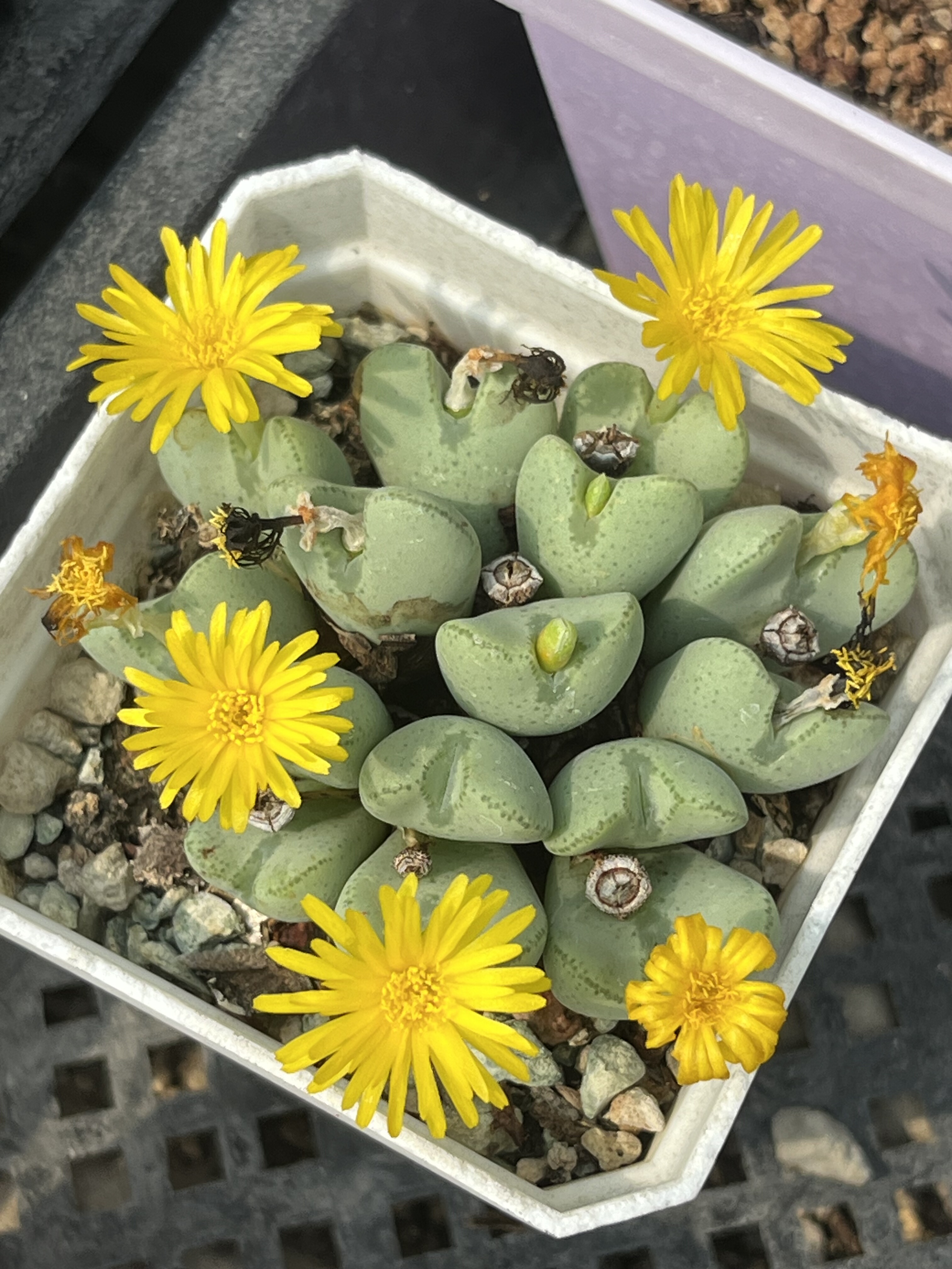 肉锥包邮少将群生约15头