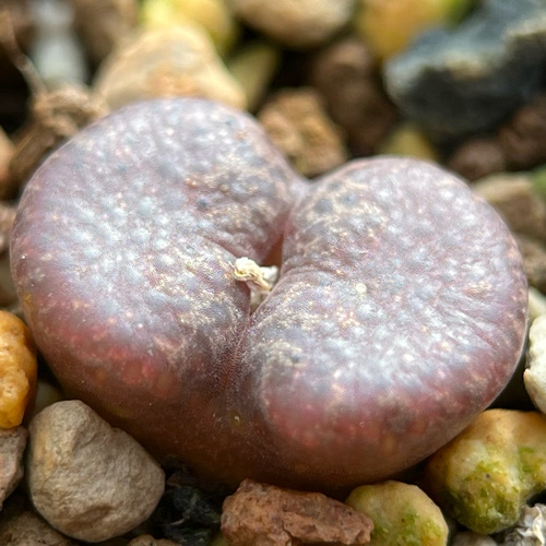 杂交新品深红全窗勋章肉锥包邮