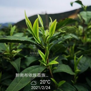 2026春茶现货绿茶 富硒毛尖锌硒春茶 明前都匀毛尖 鲜爽回甘包邮