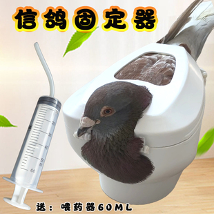 鸽子固定器大号喂药打疫苗鸽子拍照信鸽赛鸽看眼睛固定支架鸽具