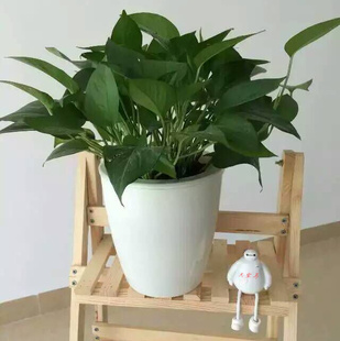 懒人花盆自吸水仿陶黑白色塑料自动上水花盆水培多肉家庭园艺花盆