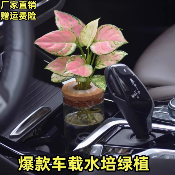 车载绿植水培好养摆件净化空气