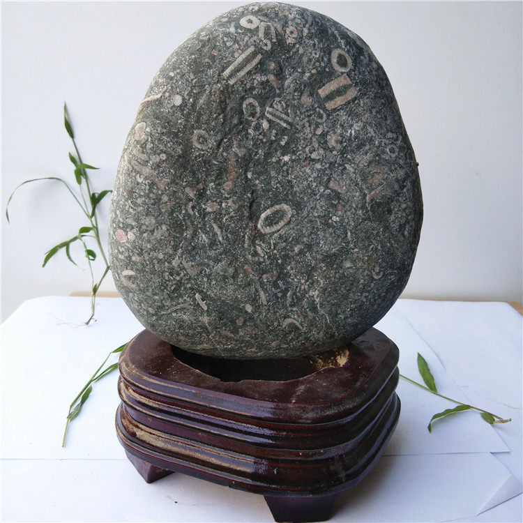 天然海洋化石摆件深海斑点椭圆形玉石观赏奇石书桌办公家居1.7kg