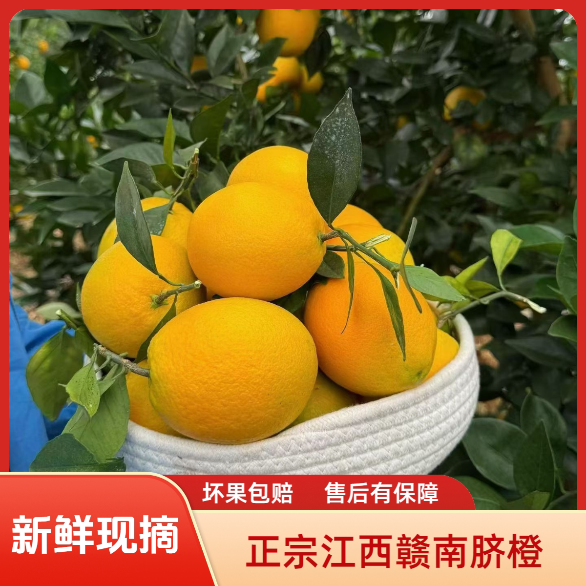 正宗江西赣南脐橙皮薄脆甜多汁