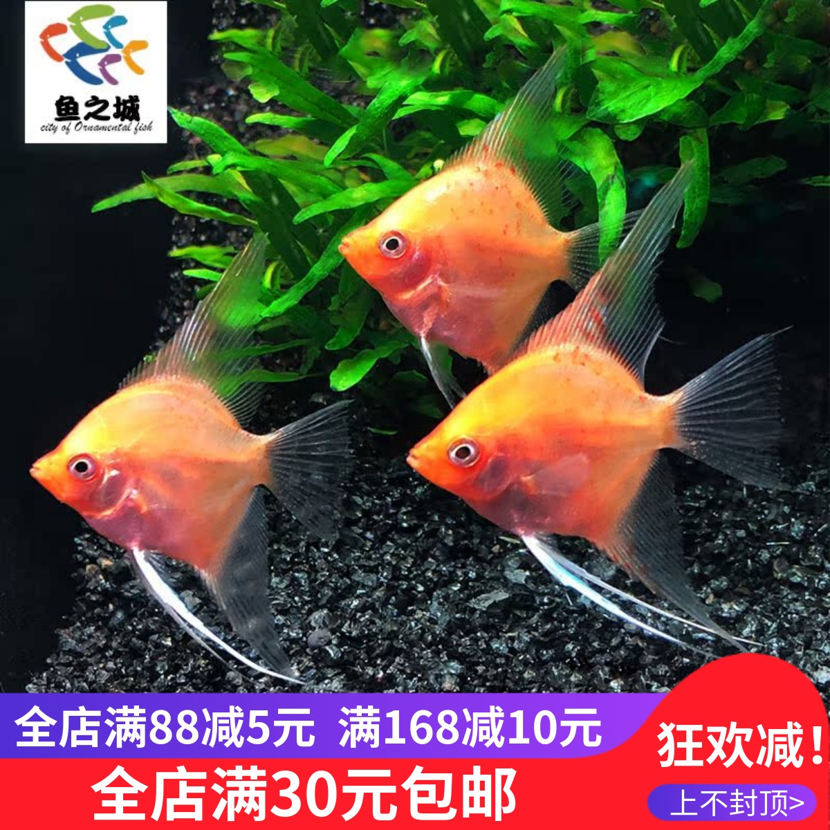 红魔仙红燕鱼红精灵仙