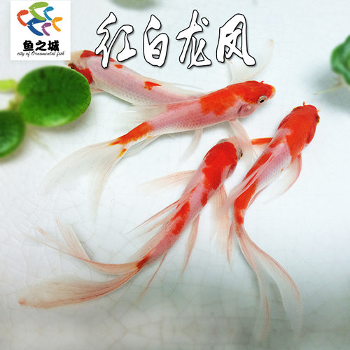 红白龙凤锦鲤淡水好养耐活金鱼