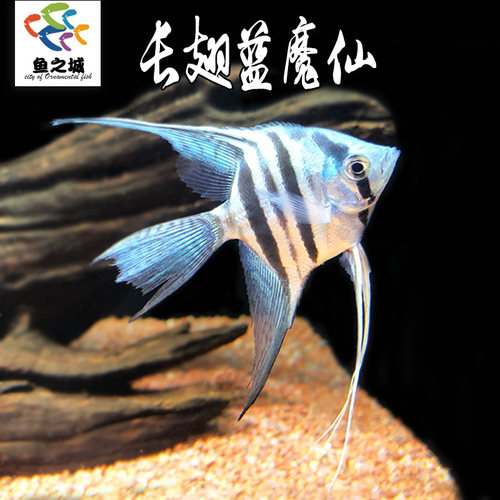 长翅蓝魔仙神仙鱼热带鱼观赏鱼