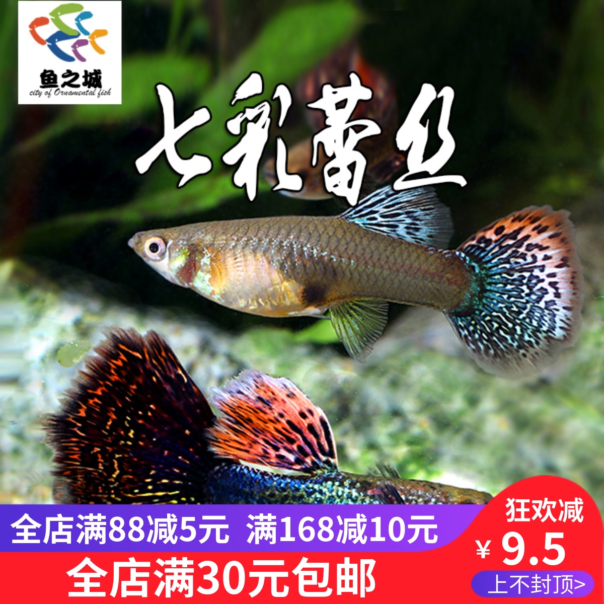 #問 #急 孔雀魚肚子大/腹水症 - 寵物板 | Dcard