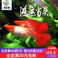 鴻運當頭孔雀魚丁紅魚大肚魚