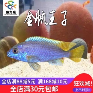 金帆王子三湖慈鲷岩栖热带淡水观赏鱼新手小型慈鲷活体鱼特蓝斑马