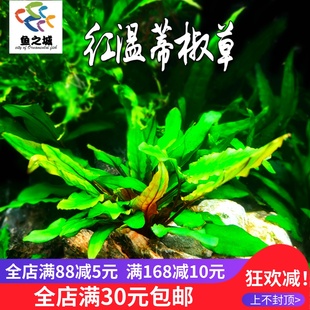 红温蒂椒草新手鱼缸草缸椒草类水草前景草可绑沉木红羽毛绿宫廷