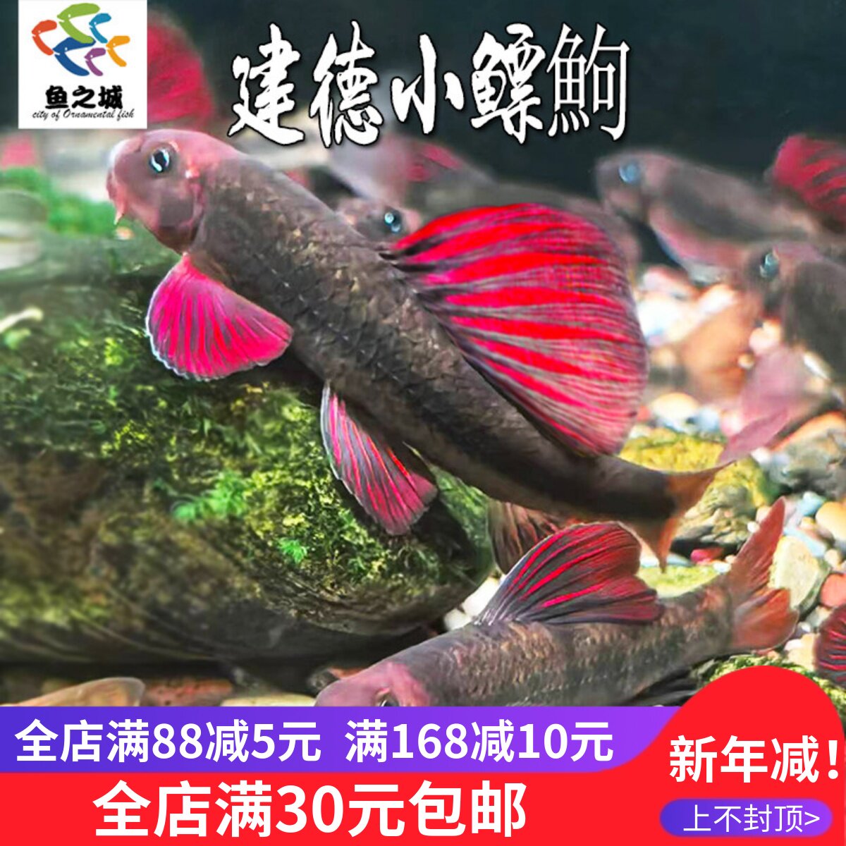 建德小鳔鮈原生观赏鱼溪流底栖红鳍棒花鱼活体淡水除藻鱼清洁鱼