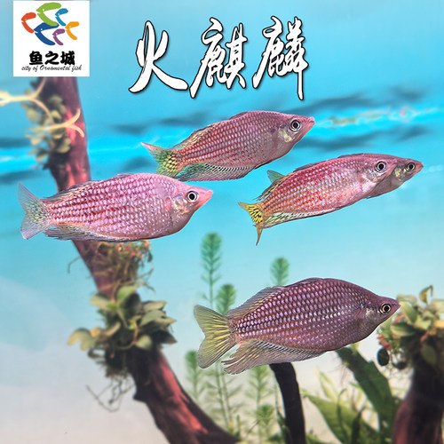 火麒麟美人鱼热带淡水新品观赏鱼