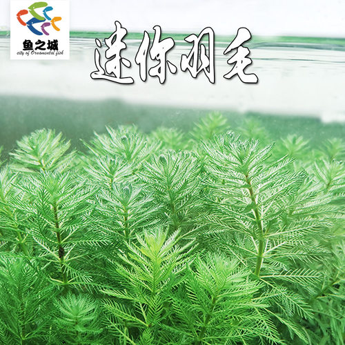 迷你羽毛真水草鱼虾龟缸造景装饰
