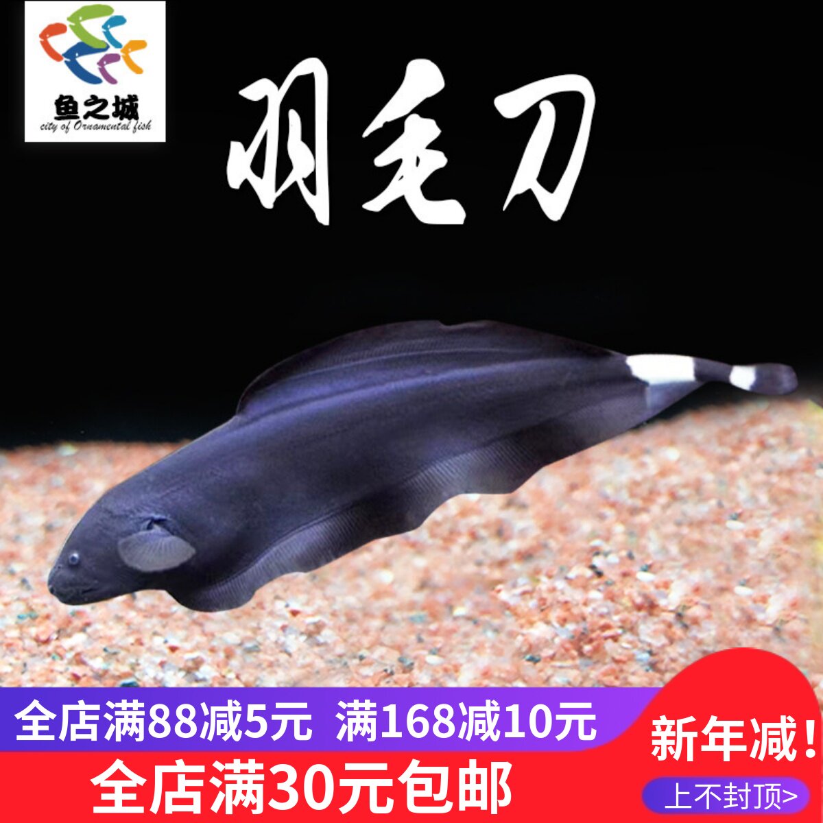 羽毛刀魔鬼刀鱼活体反天刀尼罗河电鳗鱼热带鱼淡水鱼宠物观赏鱼苗
