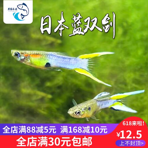日本蓝双剑孔雀鱼精品观赏鱼