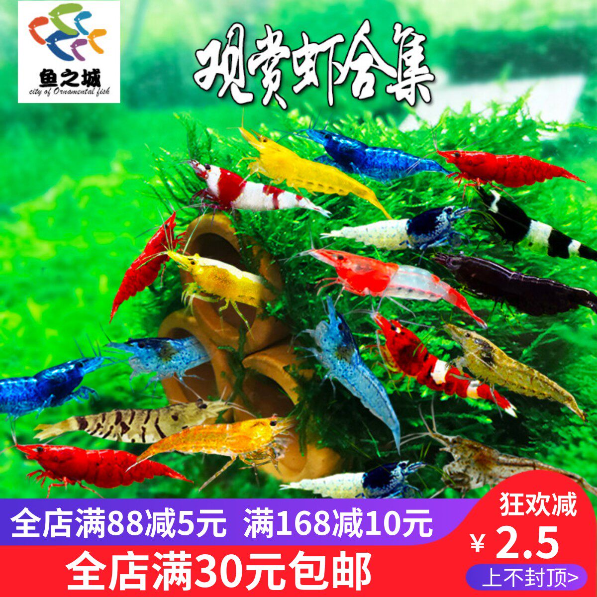 黑壳虾樱花极火黄米虾淡水大和藻虾红白水晶虾草缸工具虾除藻虾苗