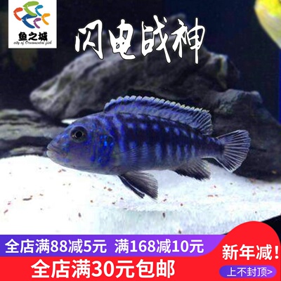 闪电战神三湖慈鲷鱼淡水好养耐活
