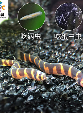蛇仔鱼库勒潘苦力泥鳅除涡蛋白虫