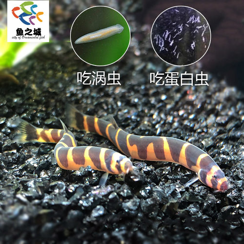蛇仔鱼库勒潘苦力泥鳅除涡蛋白虫