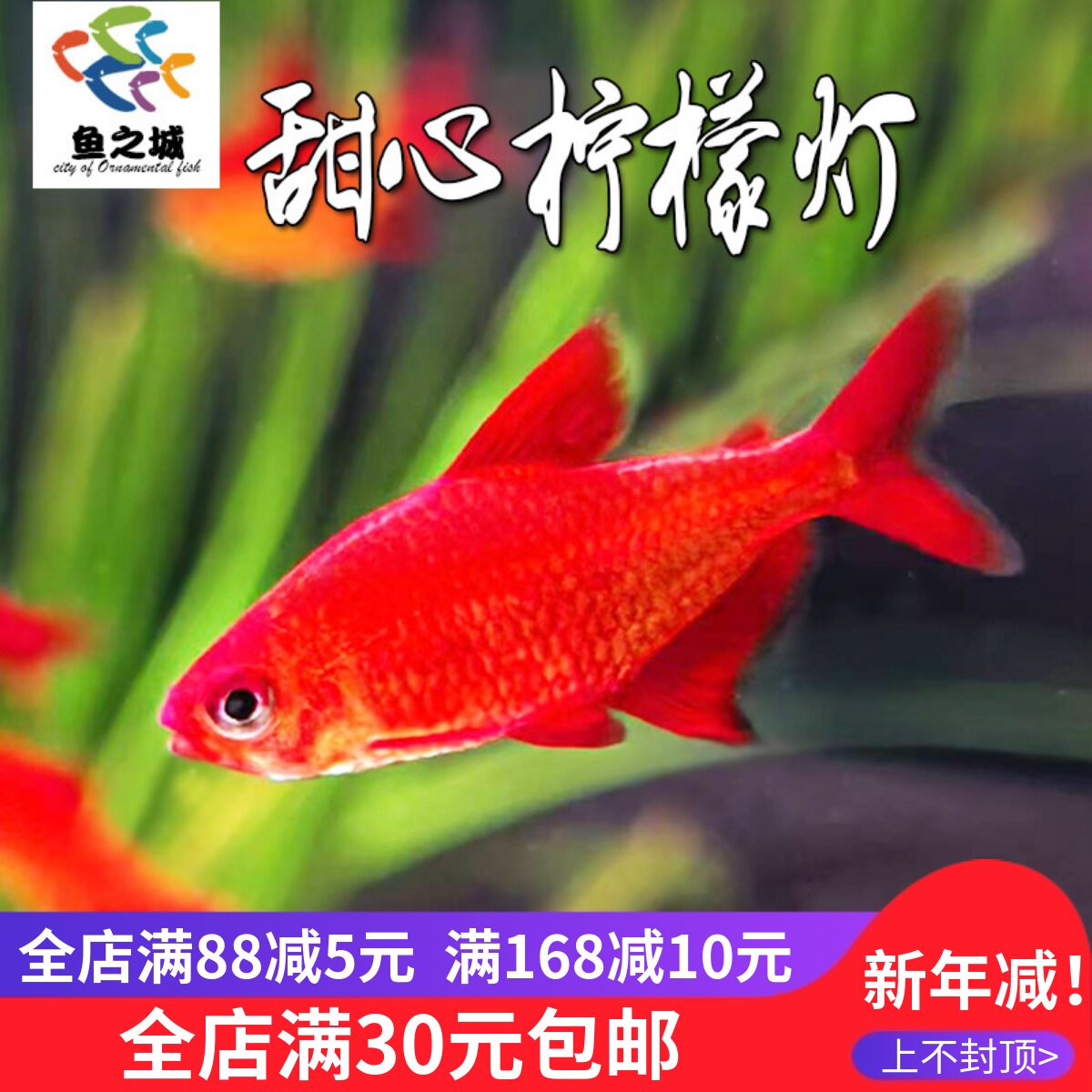 甜心柠檬灯鱼观赏鱼淡水稀有热带鱼草缸群游鱼孔雀鱼黑尾大勾斑马