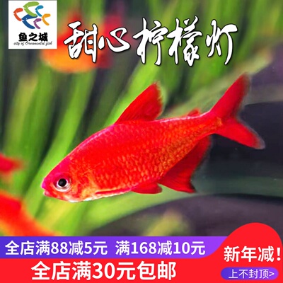 甜心柠檬灯鱼观赏鱼群游黑尾大勾