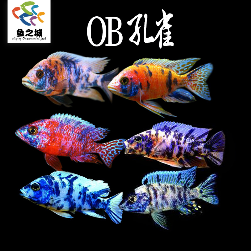 ob孔雀三湖慈鲷鱼马鲷皇帝活体中小型耐养易活热带鱼观赏鱼淡水