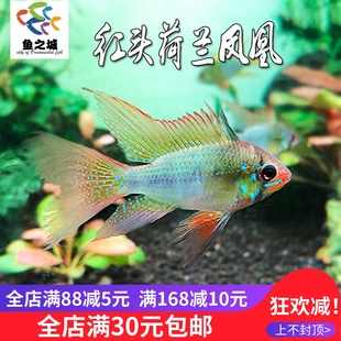 红头荷兰凤凰鱼短鲷热带鱼活体观赏鱼金波子蓝波子迷你鹦鹉血钻
