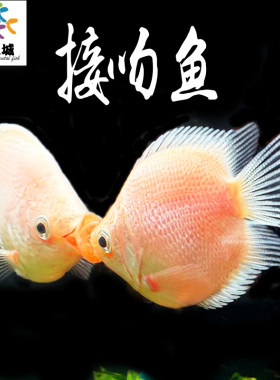 接吻鱼亲嘴鱼观赏淡水鱼