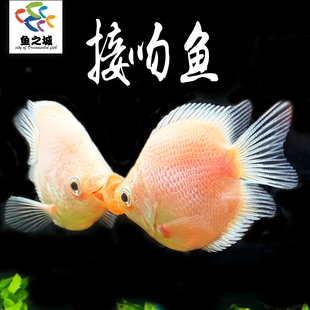 接吻鱼亲嘴鱼新手观赏热带淡水鱼爱情鱼曼龙鱼丽丽鱼虎皮天使鱼