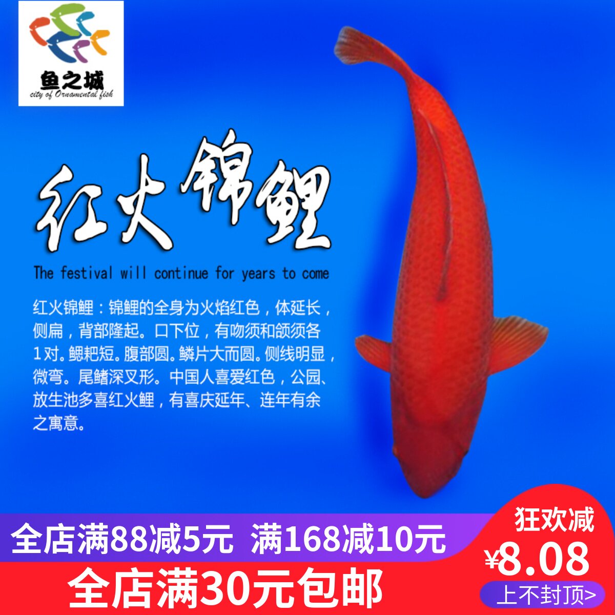红火鲤冷水淡水风水鱼观赏鱼锦鲤活鱼金鱼好养红鲤鱼纯种鱼苗