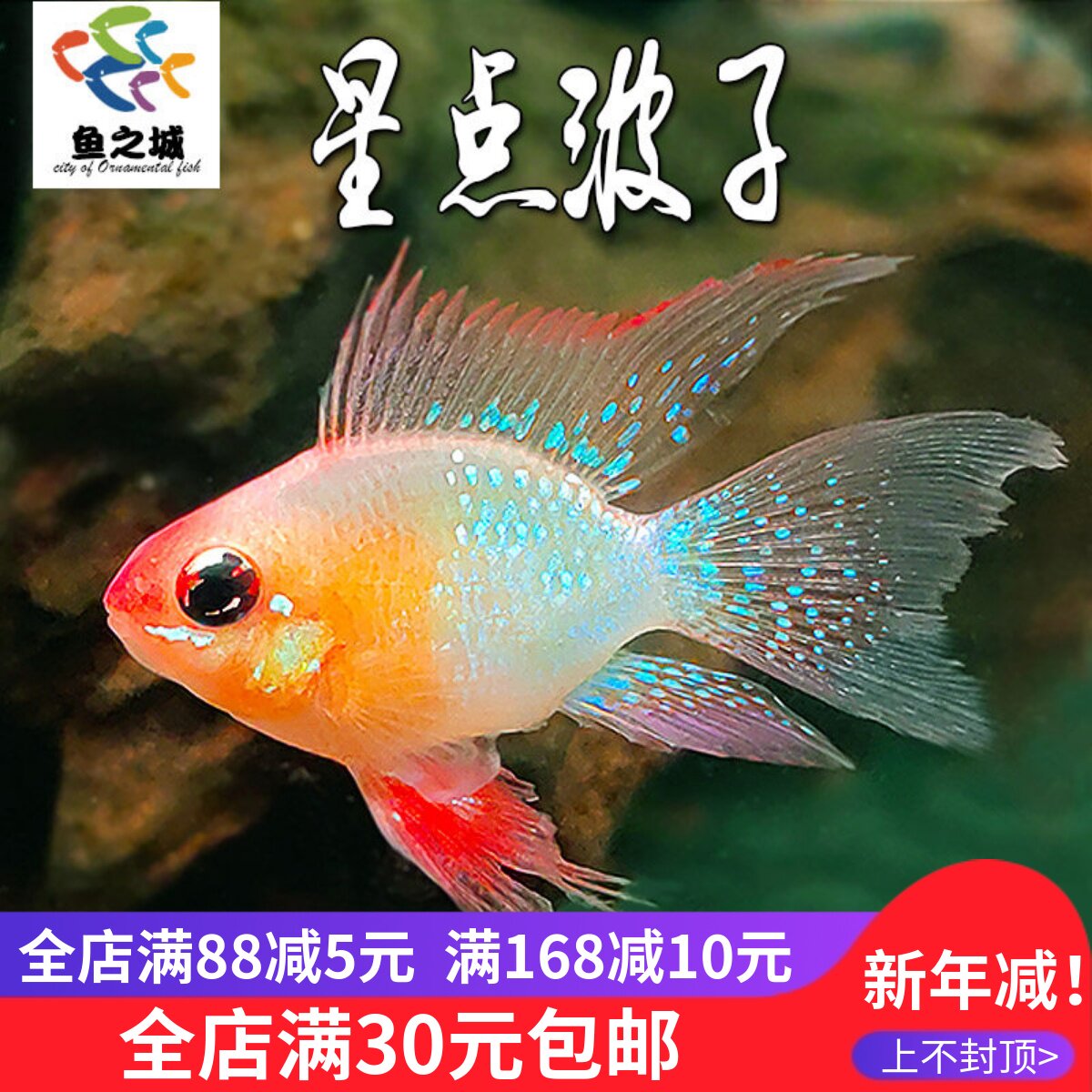 星点波子鱼短鲷鱼水族鱼缸热带鱼观赏鱼皮卡丘阿凡达金波子淡水