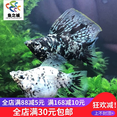 斑点奶牛玛丽熊猫金银黑球热带鱼