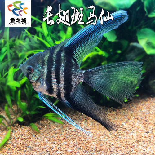 长翅斑马仙神仙鱼燕鱼好养易活