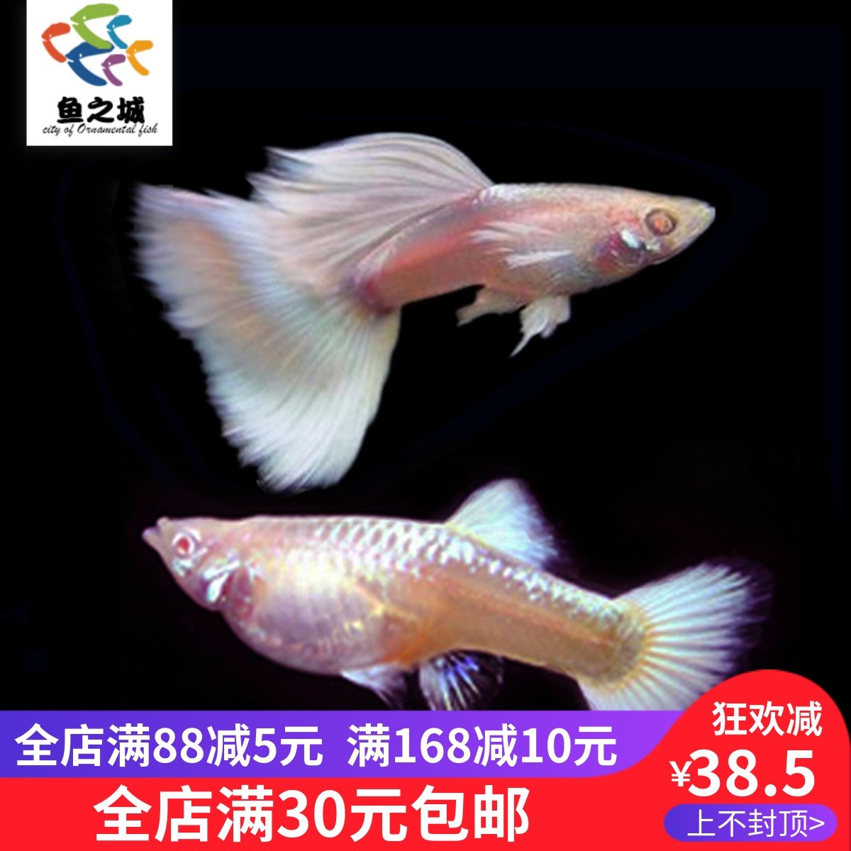 鱼之城精品白金礼服黄礼服白子白金礼服白色孔雀鱼缎带白金礼服鱼