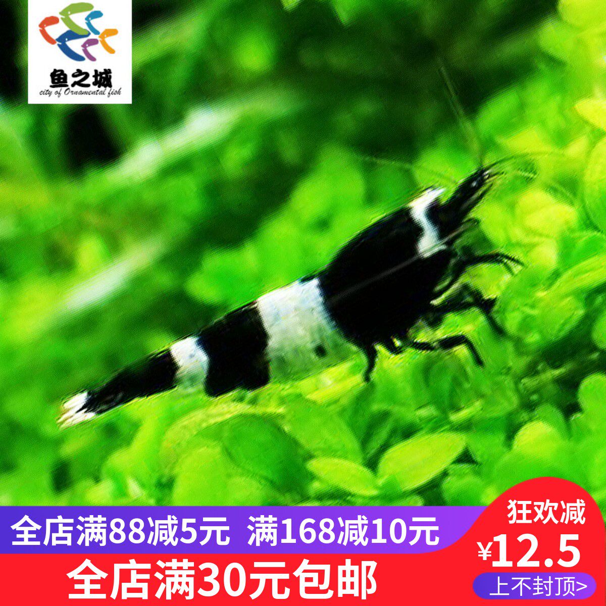 黑白水晶虾黑金刚水晶虾黑金刚虾水晶虾活体 黑金刚蓝化黑金刚虾