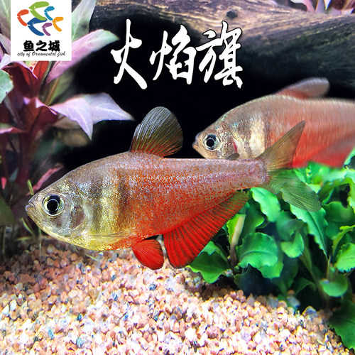 火焰旗扯旗鱼热带淡水鱼群游