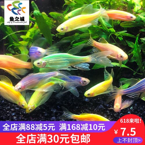 五彩小型鱼蝶翼斑马鱼新品