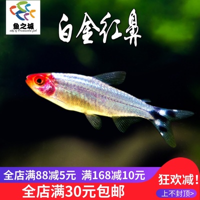 白金红鼻鱼灯鱼热带鱼新手鱼
