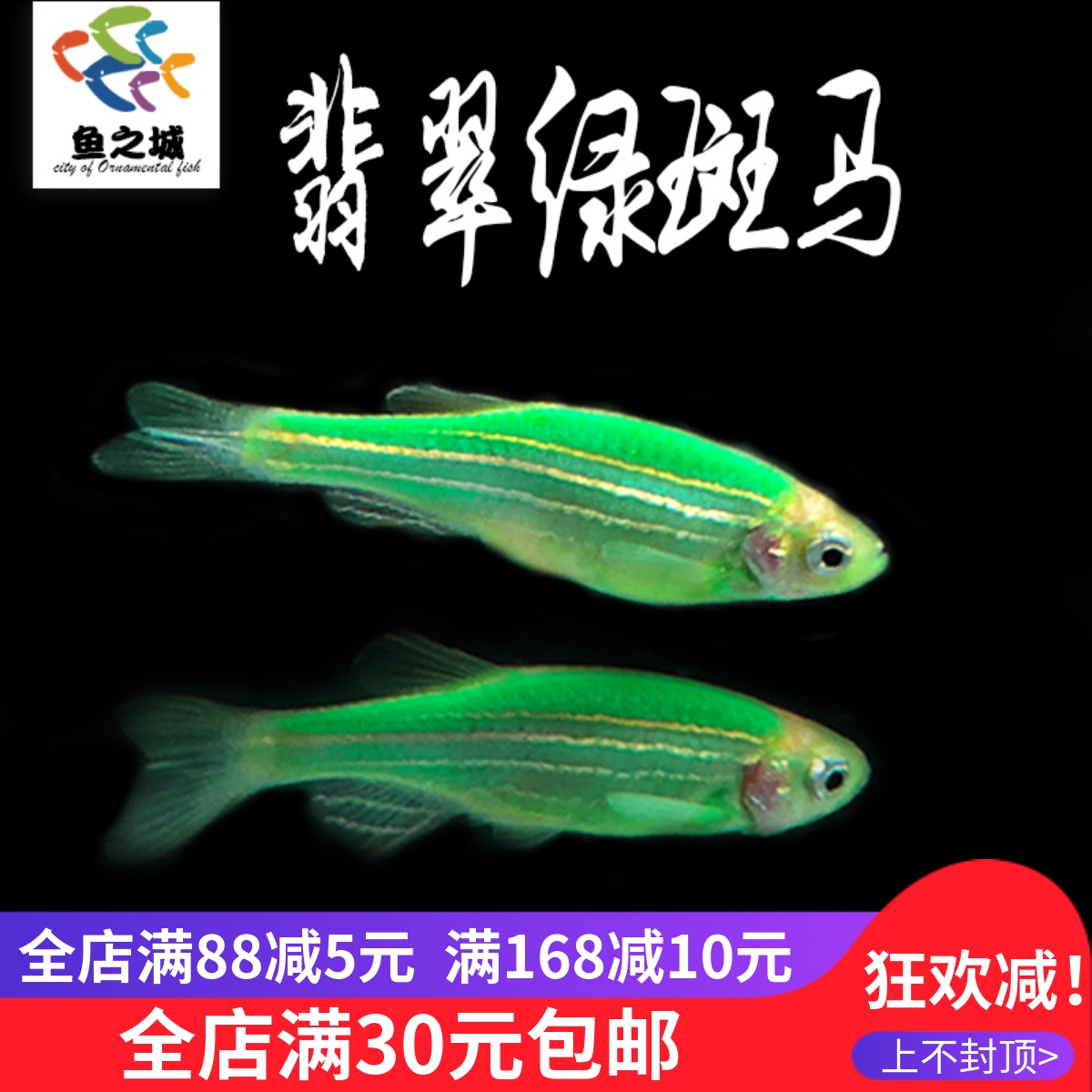 鱼之城翡翠绿荧光斑马鱼热带群游